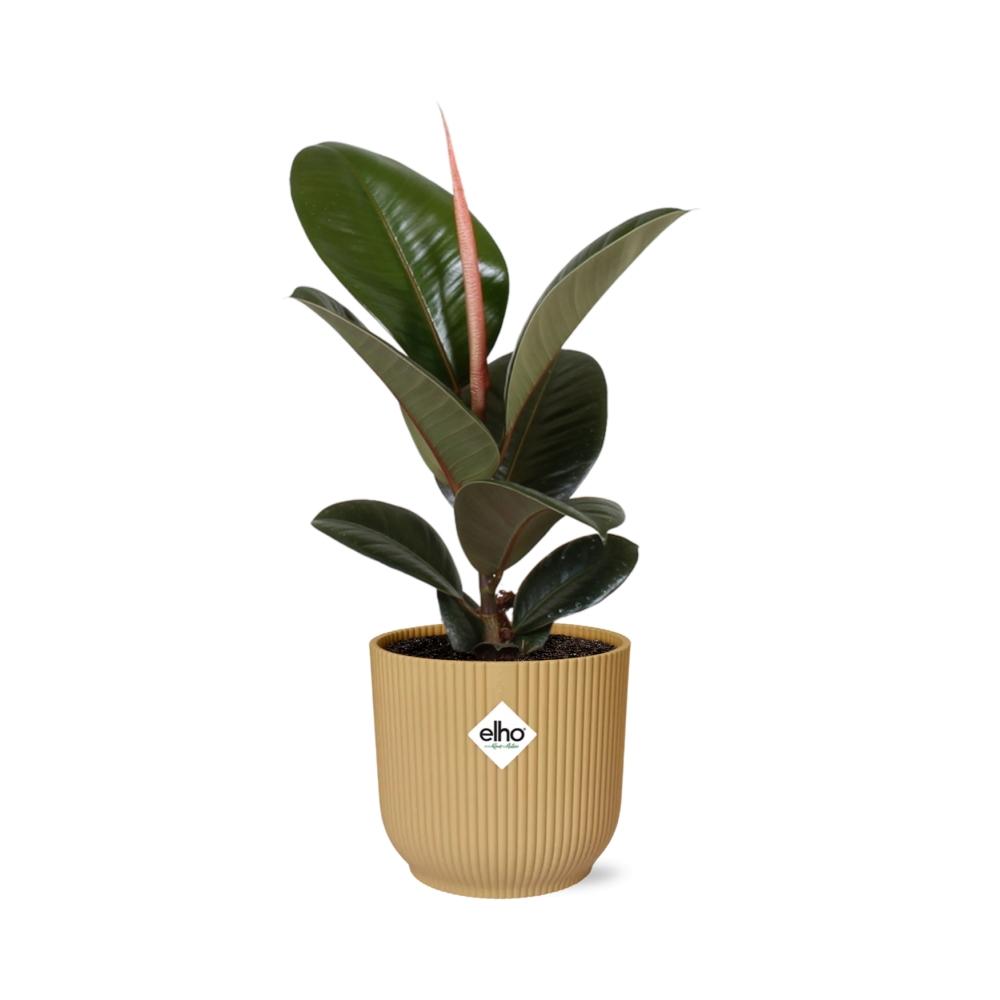 Ficus Elastica 'Robusta' 14cm in ELHO Vibes Fold geel - pflanzfix24