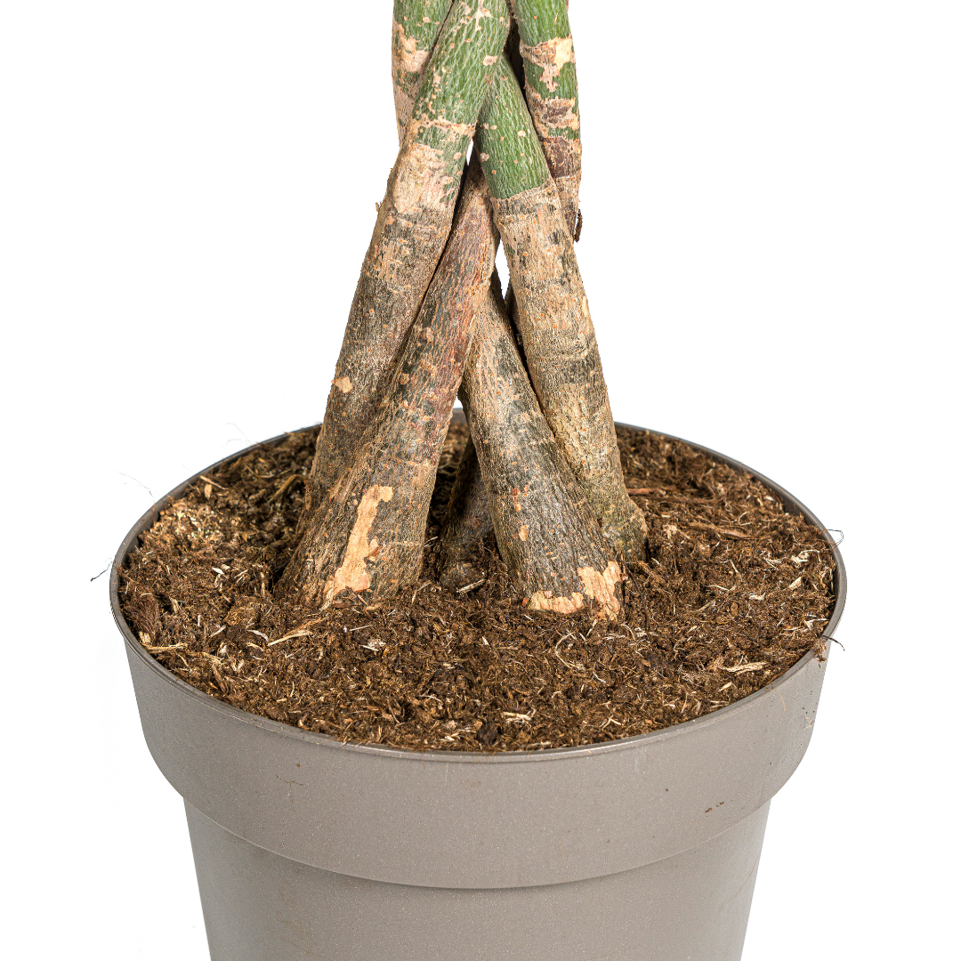 Pachira Aquatica Ø27cm - ↕130 - 150cm bei Pflanzfix24