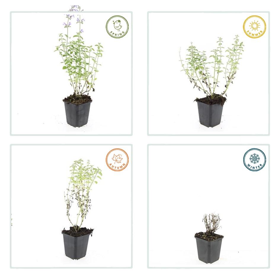 12x Nepeta 'Walker's Low' – aromatische Staude | Pflanzfix24.de - Pflanzfix24.de