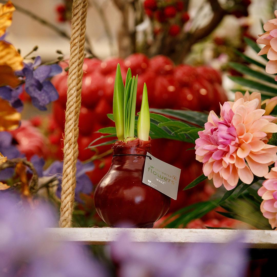 No Water Flowers® (wax amaryllis) | Waxz® Colours - Bordeaux + Red flower - Pflanzfix24