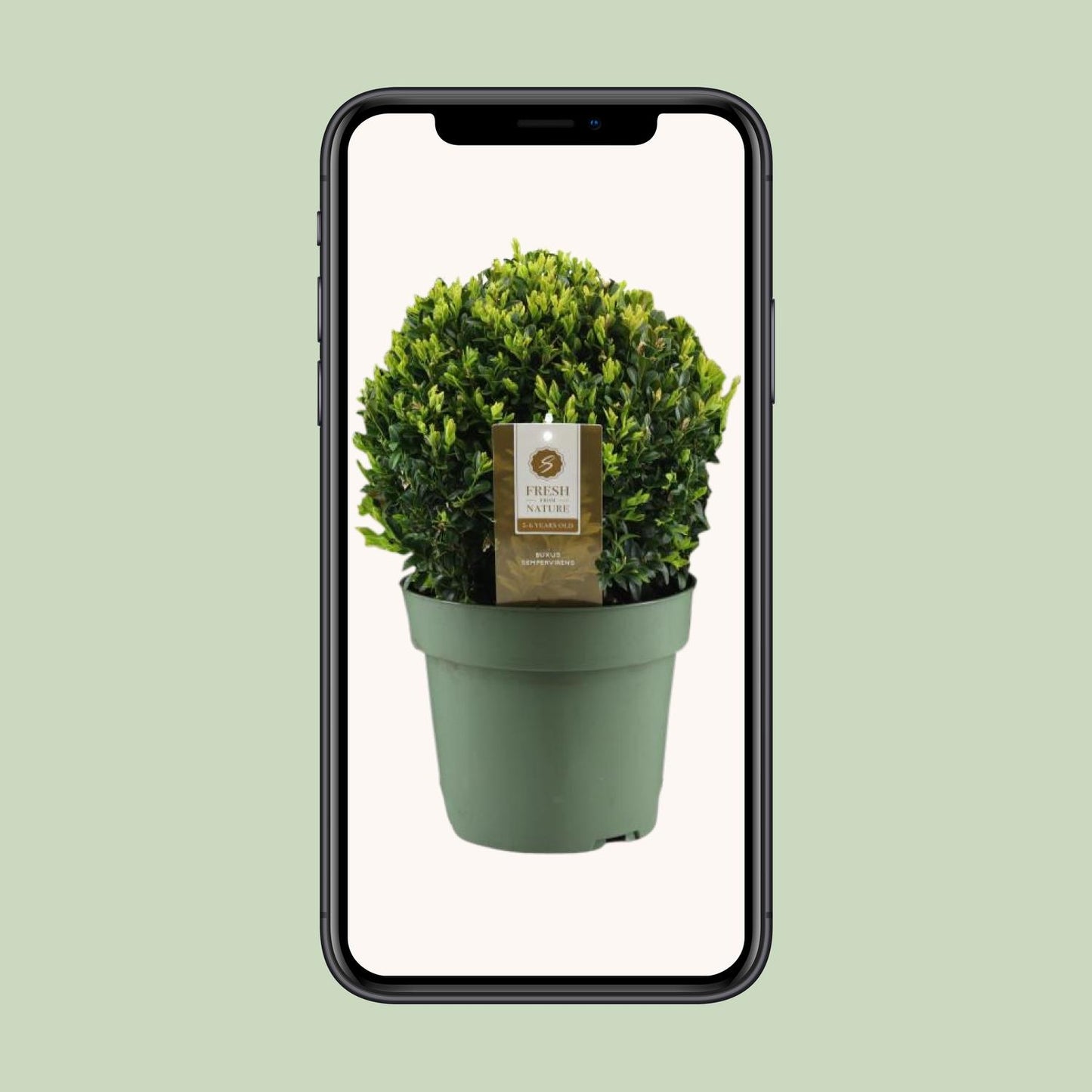 Buxus Semp. Ball Ø25cm P21 - Pflanzfix24