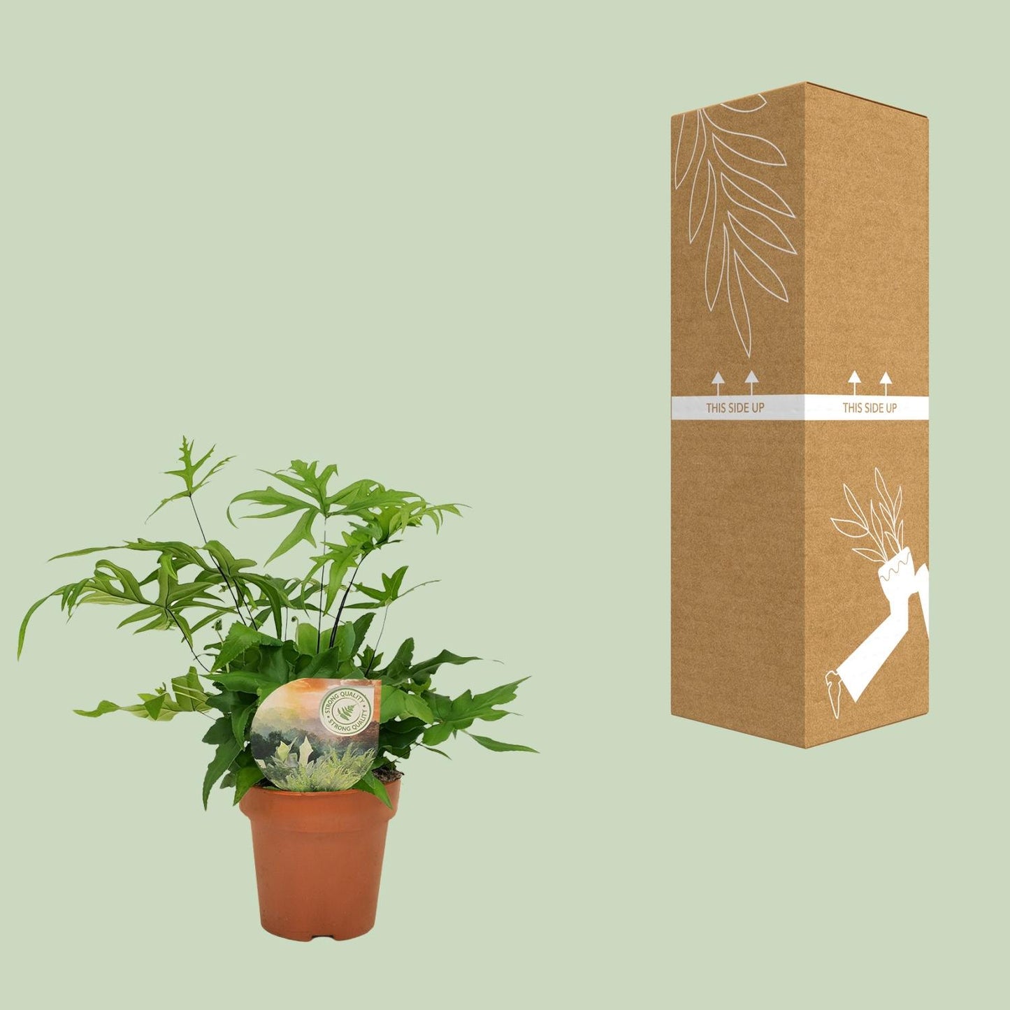 Doryopteris Pedata - Ø12cm - ↕35cm bei Pflanzfix24