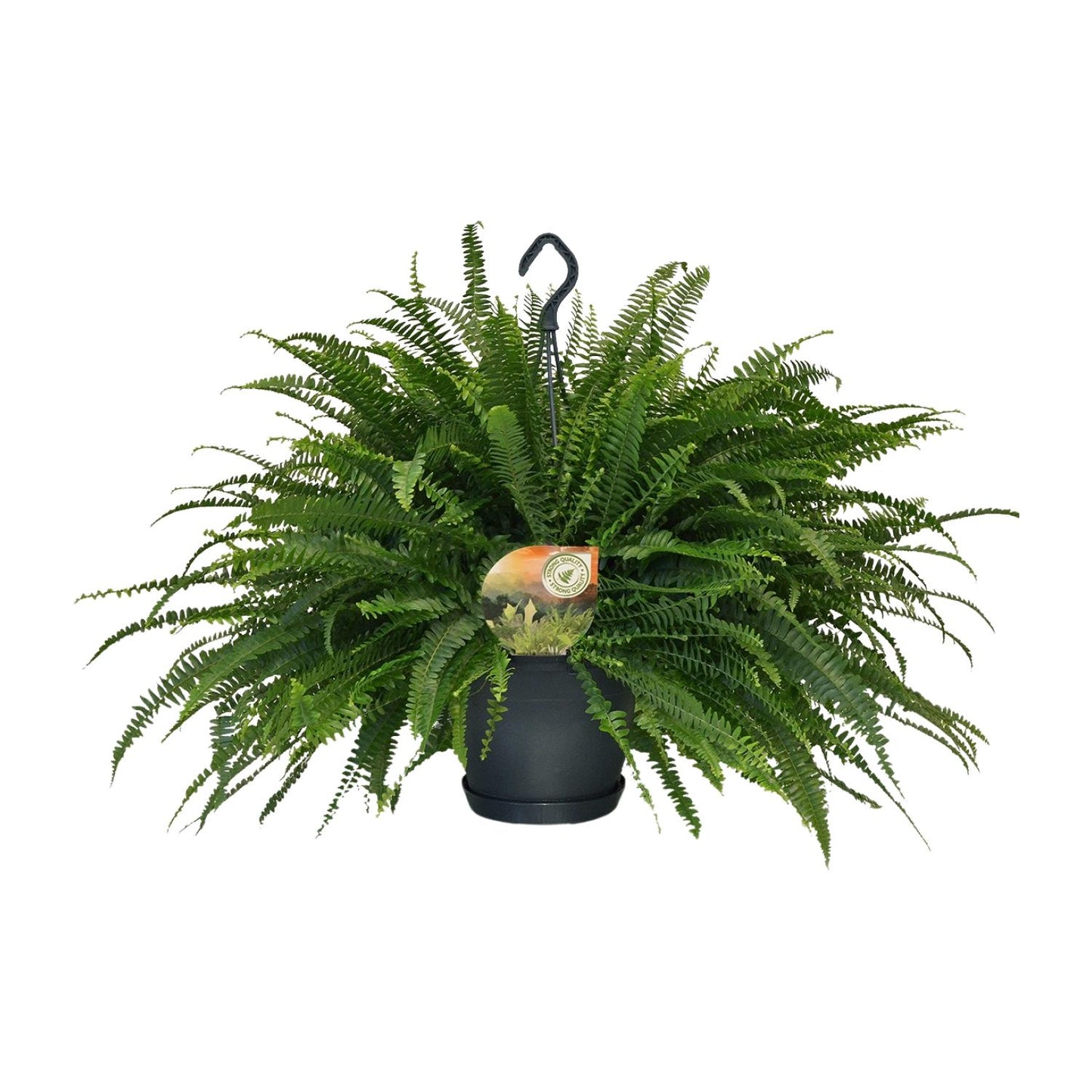 Nephrolepis „Grüne Dame“ Boston-Farn Ø20cm | Pflanzfix24.de - Pflanzfix24.de