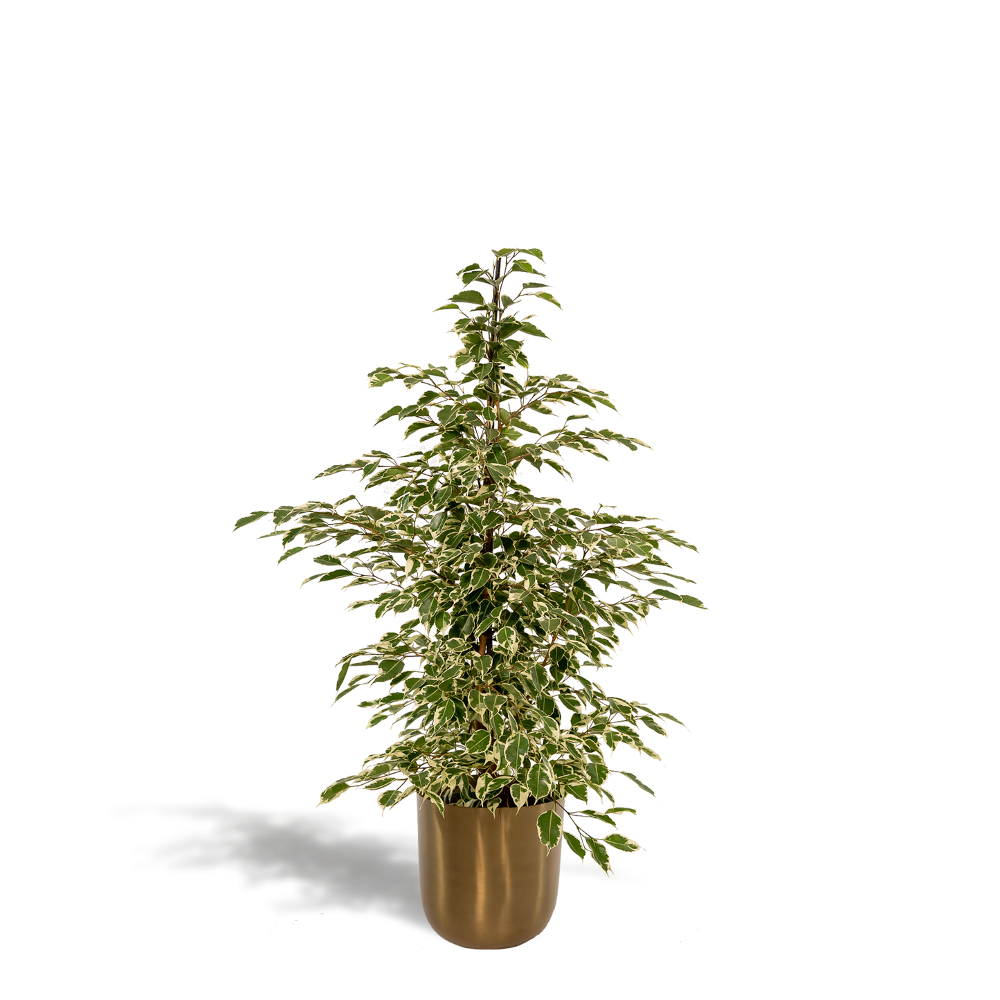 Ficus benjamina Twilight - Ø21cm - ↕95cm + Topf Mayk Gold - Pflanzfix24
