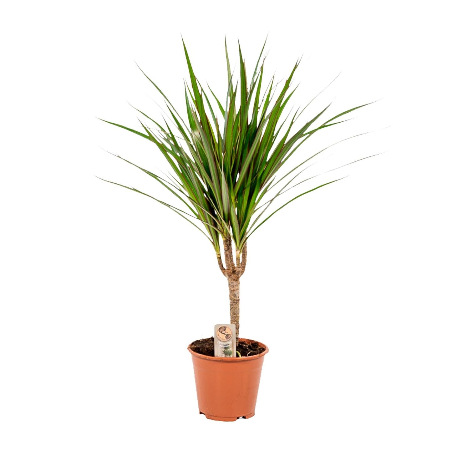 Dracaena Marginata - Ø14cm - ↕60cm - Pflanzfix24