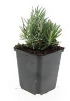 24x Lavandula ang. 'Dwarf Blue' - ↕10-25cm - Ø9cm - Pflanzfix24