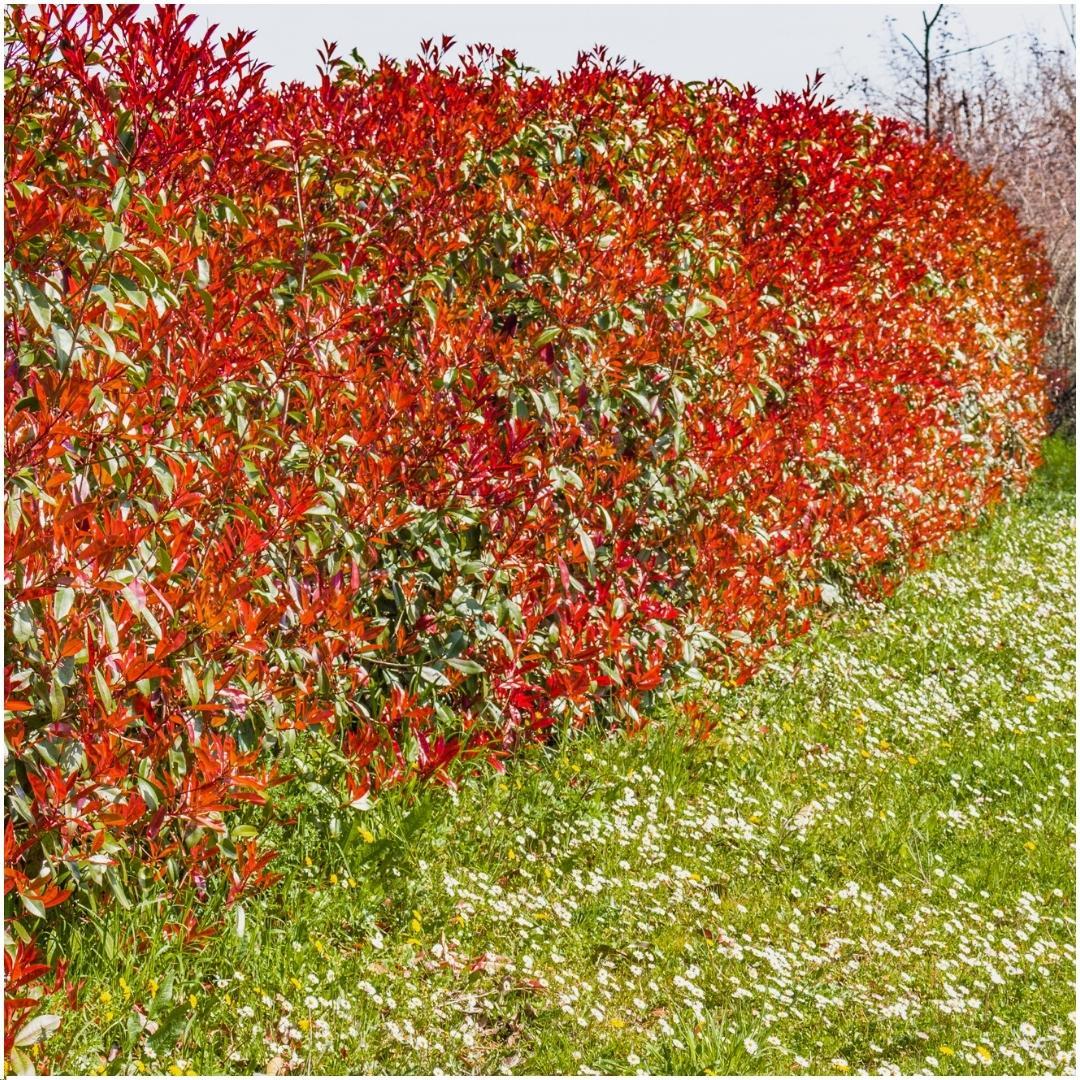 Pflanzfix24 - 1 Meter Glanzmispel Hecke - Photinia fraseri 'Red Robin' - 6 winterharte Heckenpflanzen