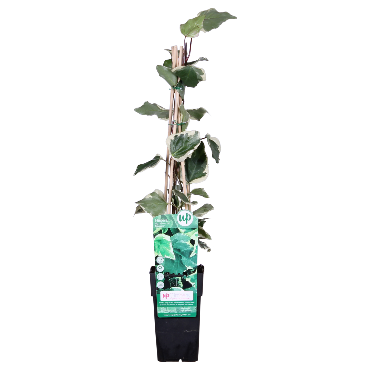 Hedera algeriensis 'Gloire de Maren' - Pflanzfix24.de - Pflanzfix24.de