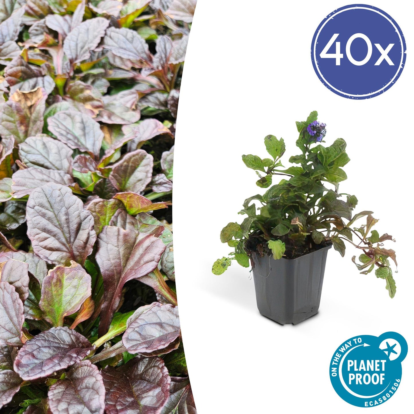 40x Ajuga reptans - Kriechender Günsel - Pflanzfix24