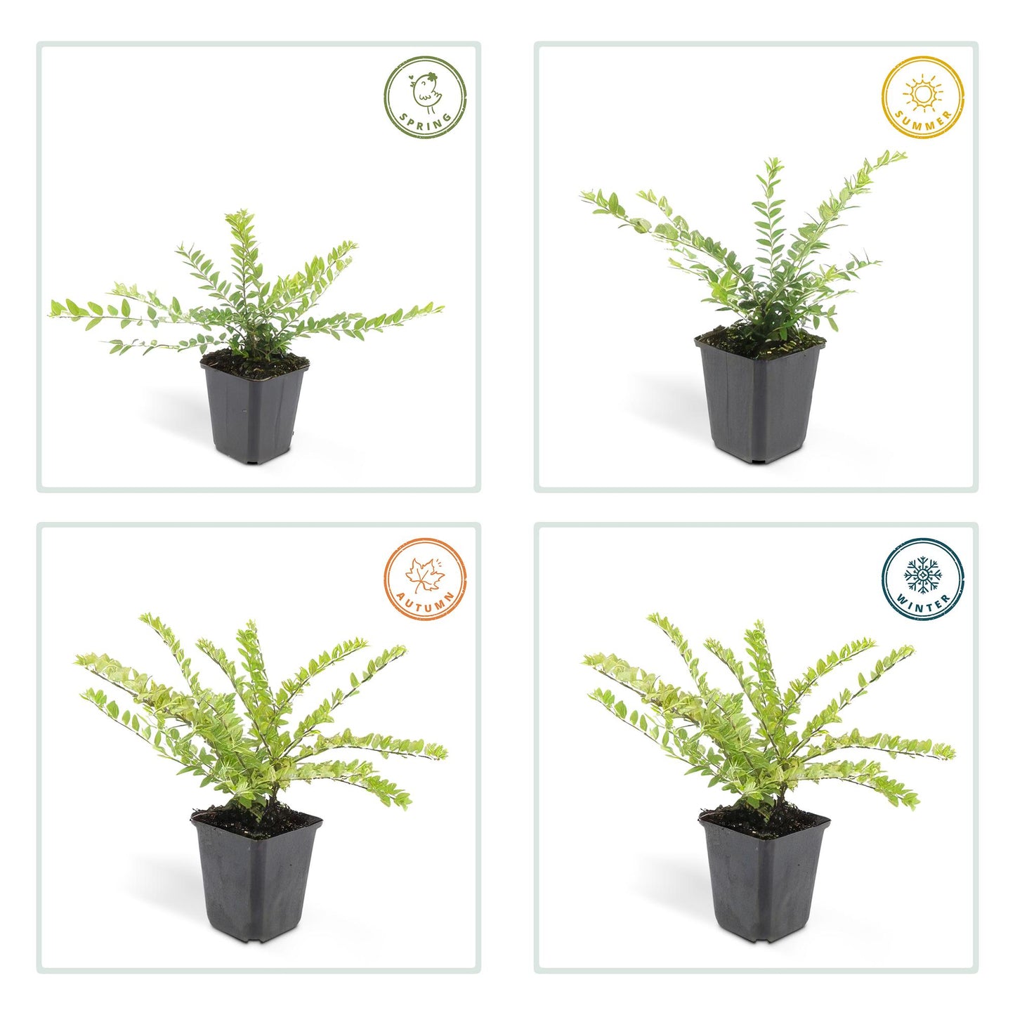 60x Lonicera maigrün – Heckenpflanze 10–25 cm – Pflanzfix24