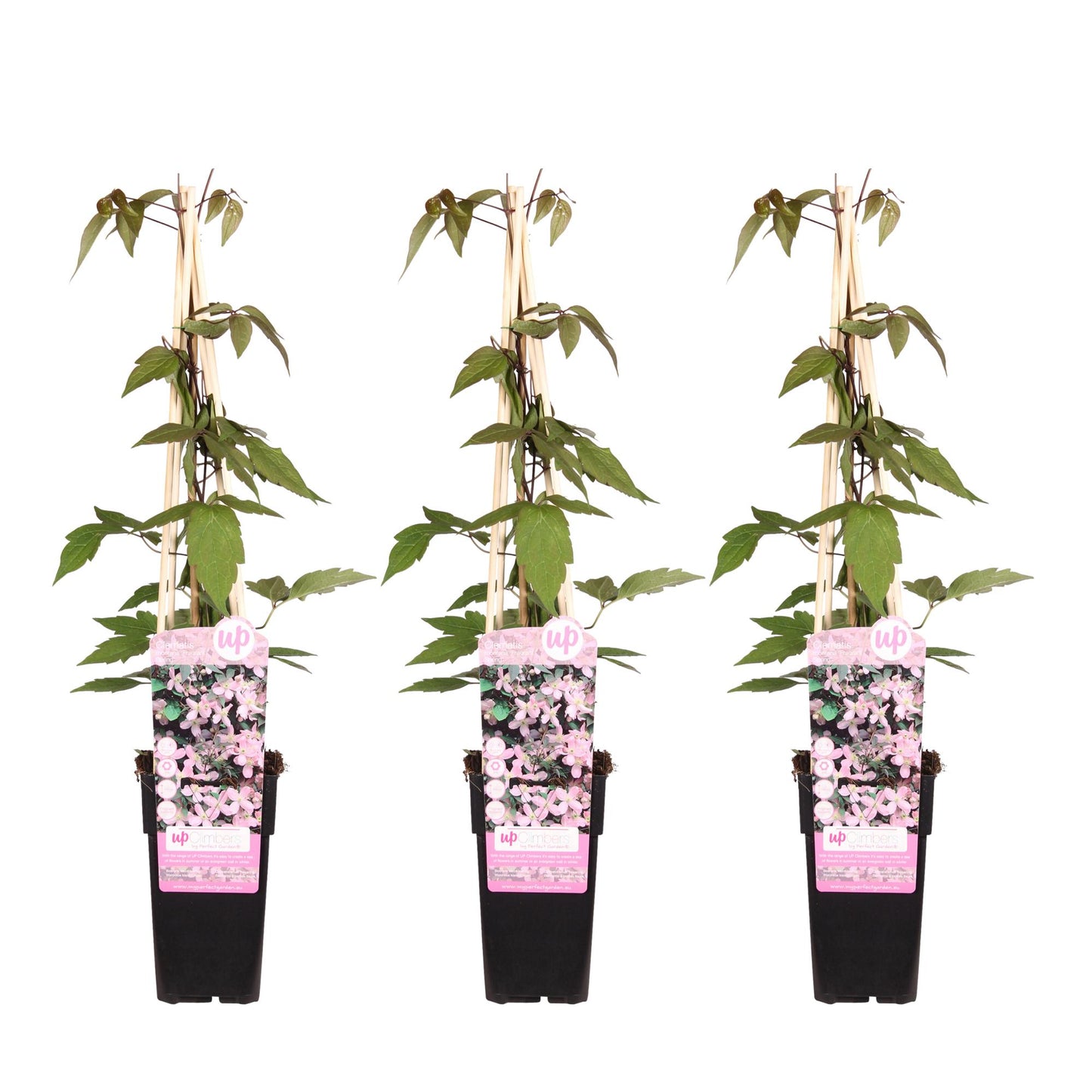 3x - Clematis Montana 'Fragrant Spring' - Pflanzfix24