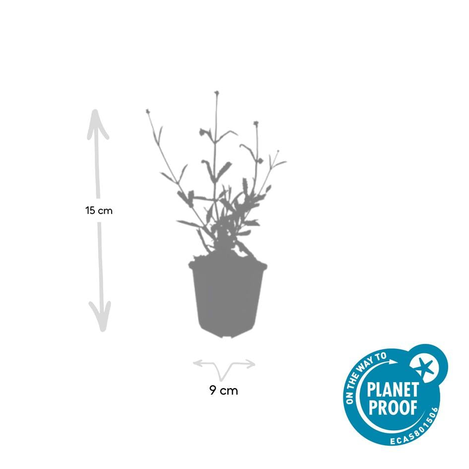 6x Verbena bon. 'Lollipop' - ↕10-25cm - Ø9cm - Pflanzfix24.de - Pflanzfix24.de
