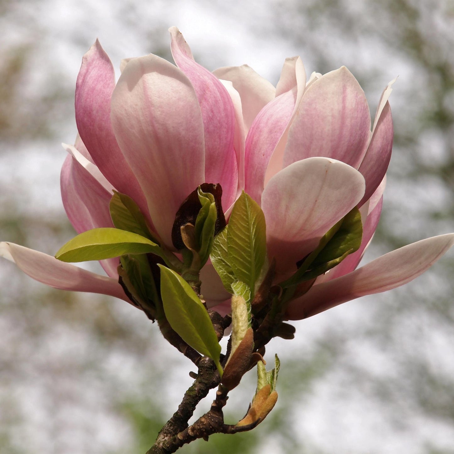 Pflanzfix24.de - Magnolia Soulangiana - Blüten Hellrosa - 1 Pflanze - Laubabwerfend - Topf 17cm - Pflanzfix24.de