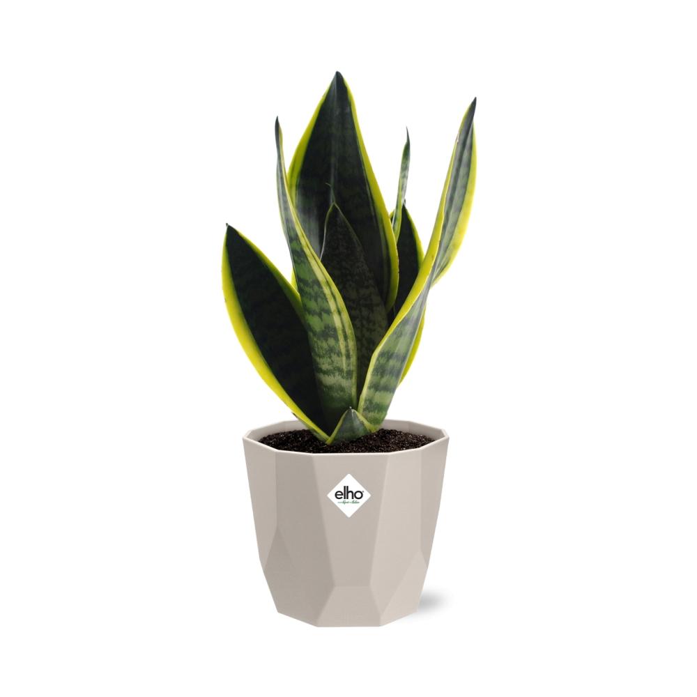 Sansevieria Futura Superba in ELHO b.for rock 14 cm warm grey - Pflanzfix24