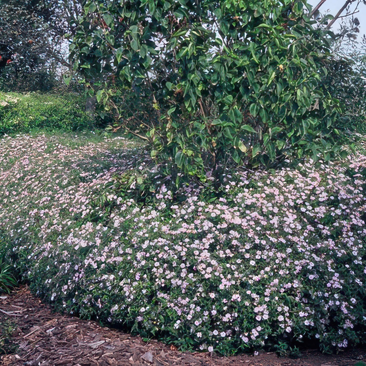12x Aster ageratoides 'Asran' – Hellblaue Herbstaster | Pflanzfix24.de - Pflanzfix24.de
