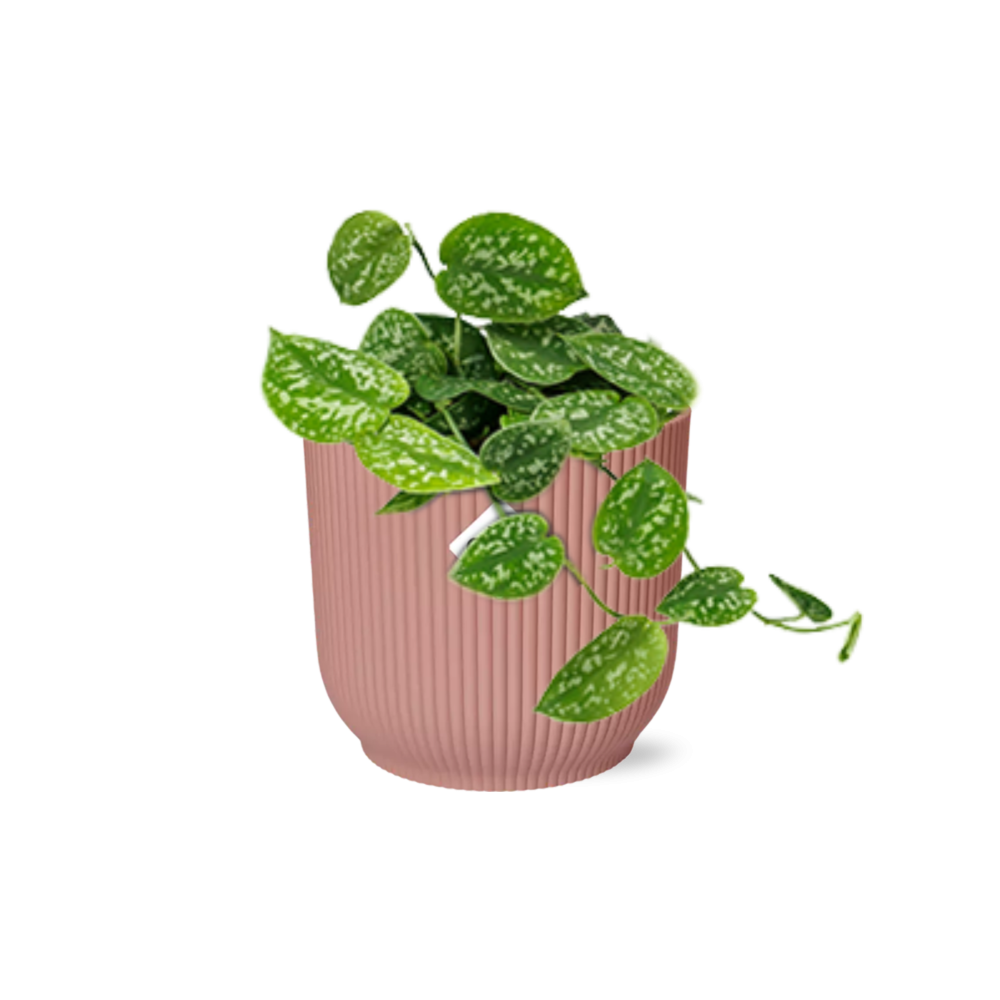 Scindapsus Pictus ‘Argyraeus’ 14cm – Luftreinigende Zimmerpflanze | Pflanzfix24