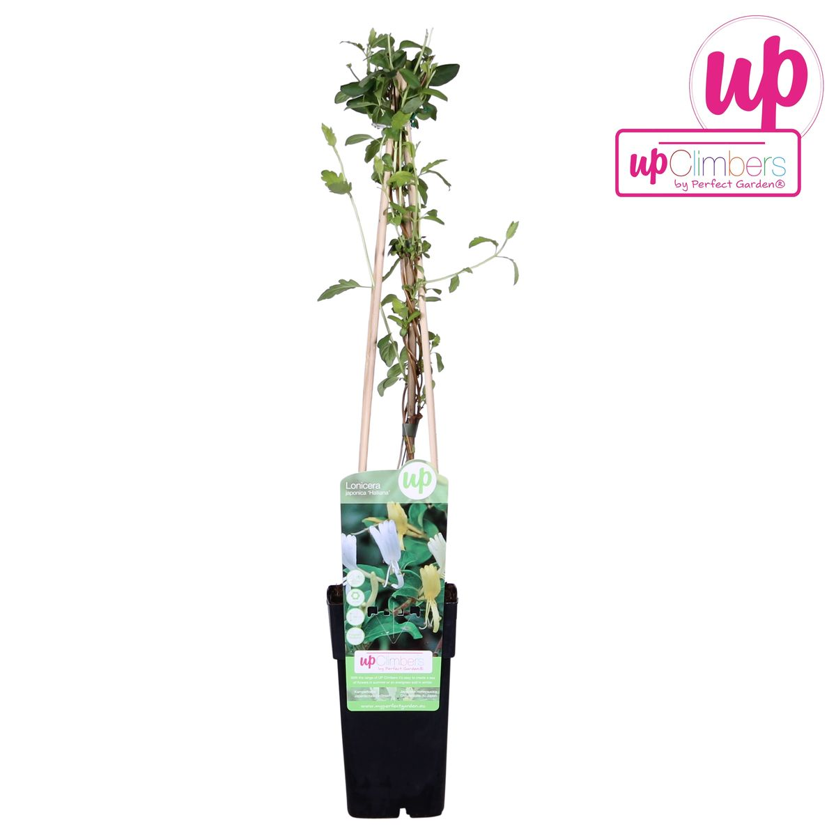 Lonicera japonica 'Halliana' Weißes Geißblatt Ø15cm – Pflanzfix24.de - Pflanzfix24.de