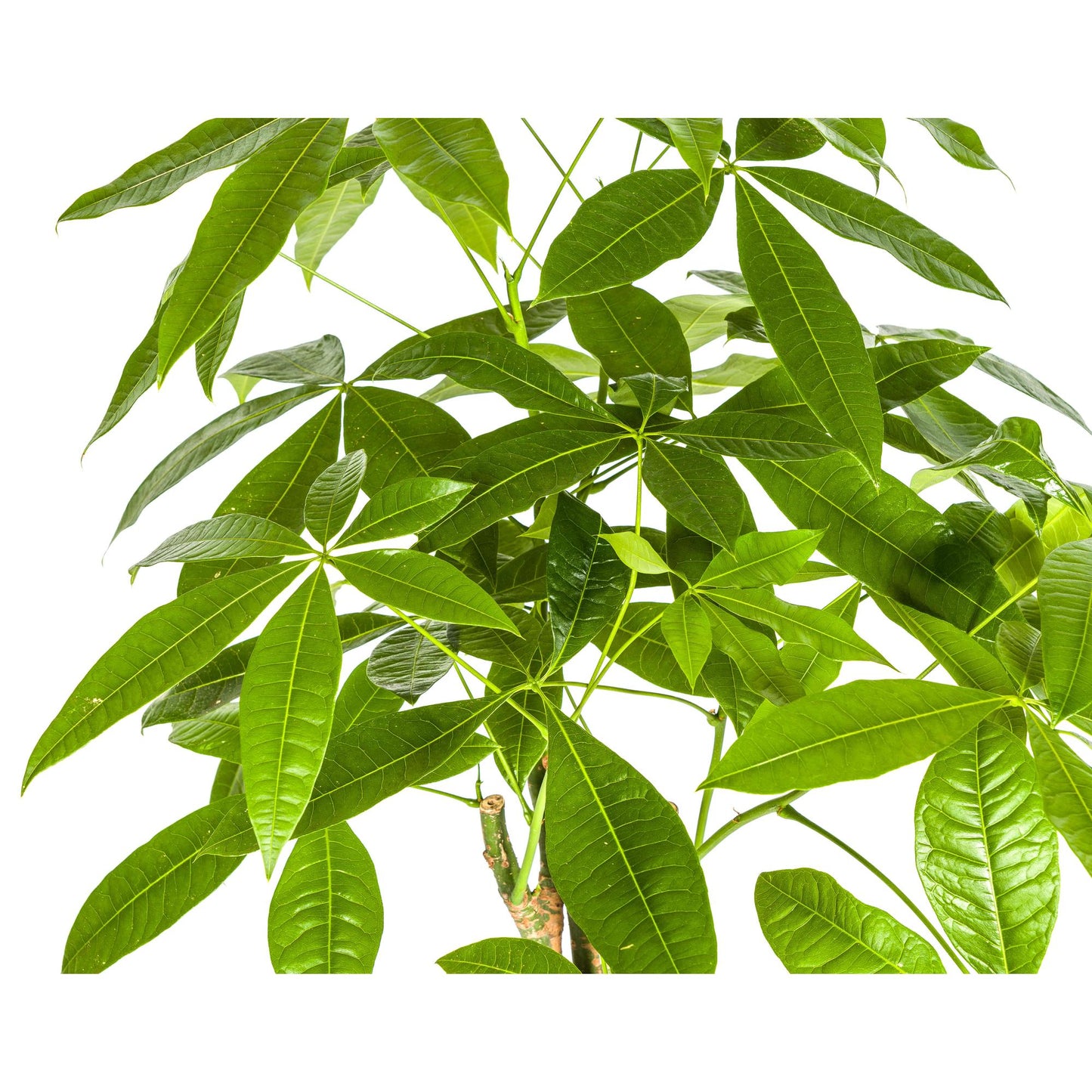 Pachira Aquatica Geldbaum Ø21cm 90-110cm – Pflanzfix24
