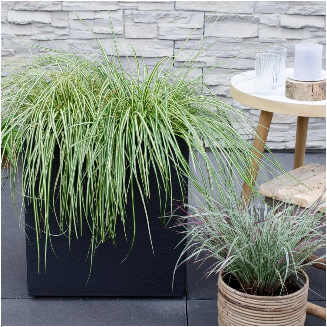 3 x Carex hachijoensis 'Evergold' XL - Ø 14 cm - ↨ 25 cm - Pflanzfix24