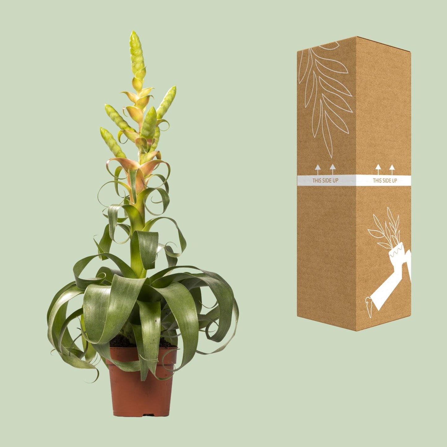 Tillandsia Samantha - Ø12cm - ↕55cm bei Pflanzfix24