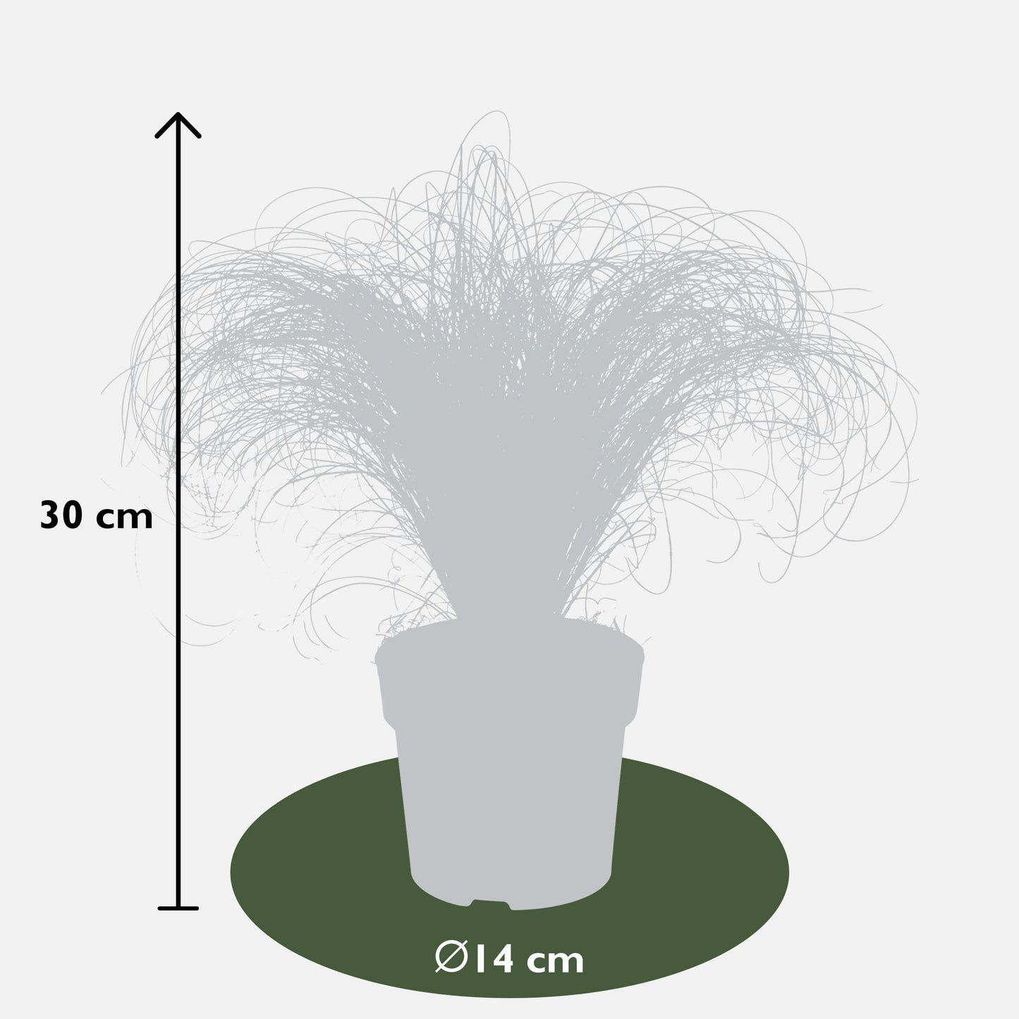 3x Carex comans 'Frosted Curls' - ↨30cm - Ø14 - Pflanzfix24
