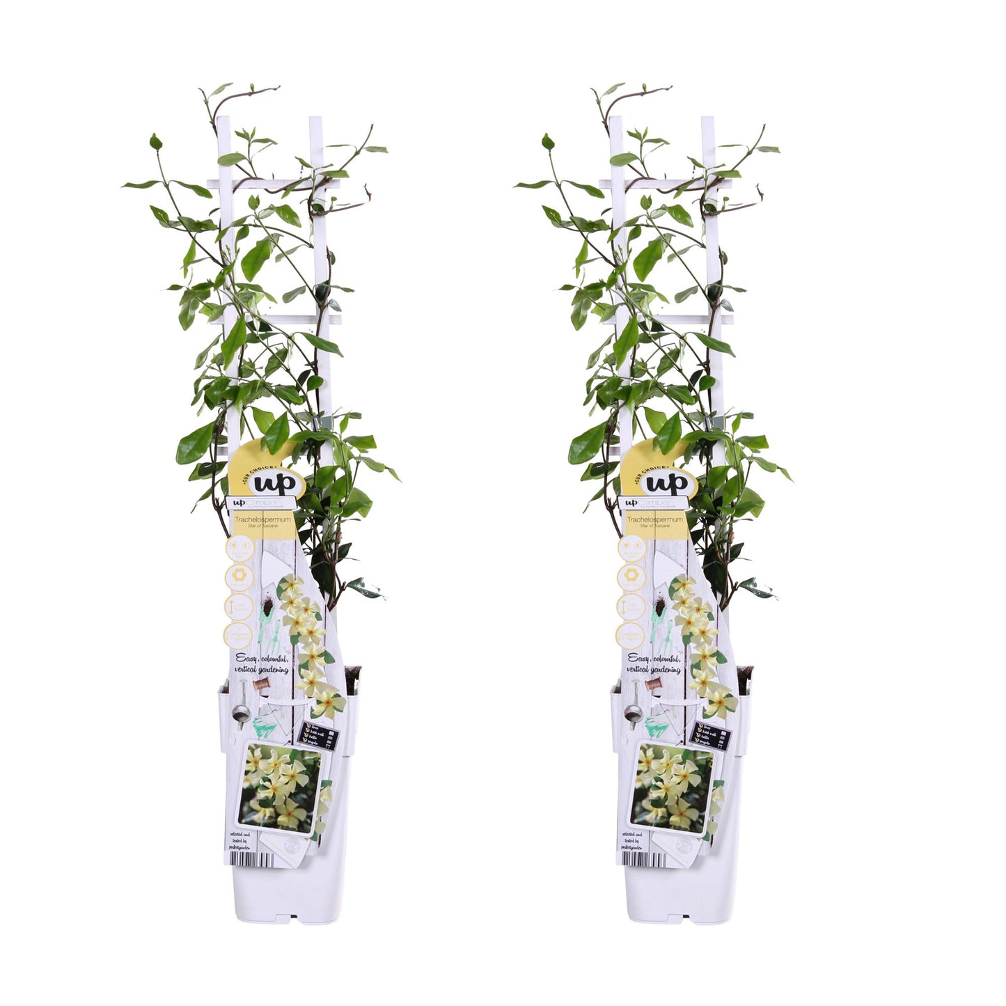 2x - Trachelospermum 'Star of Toscana' - ↨65cm - Ø15 - Pflanzfix24