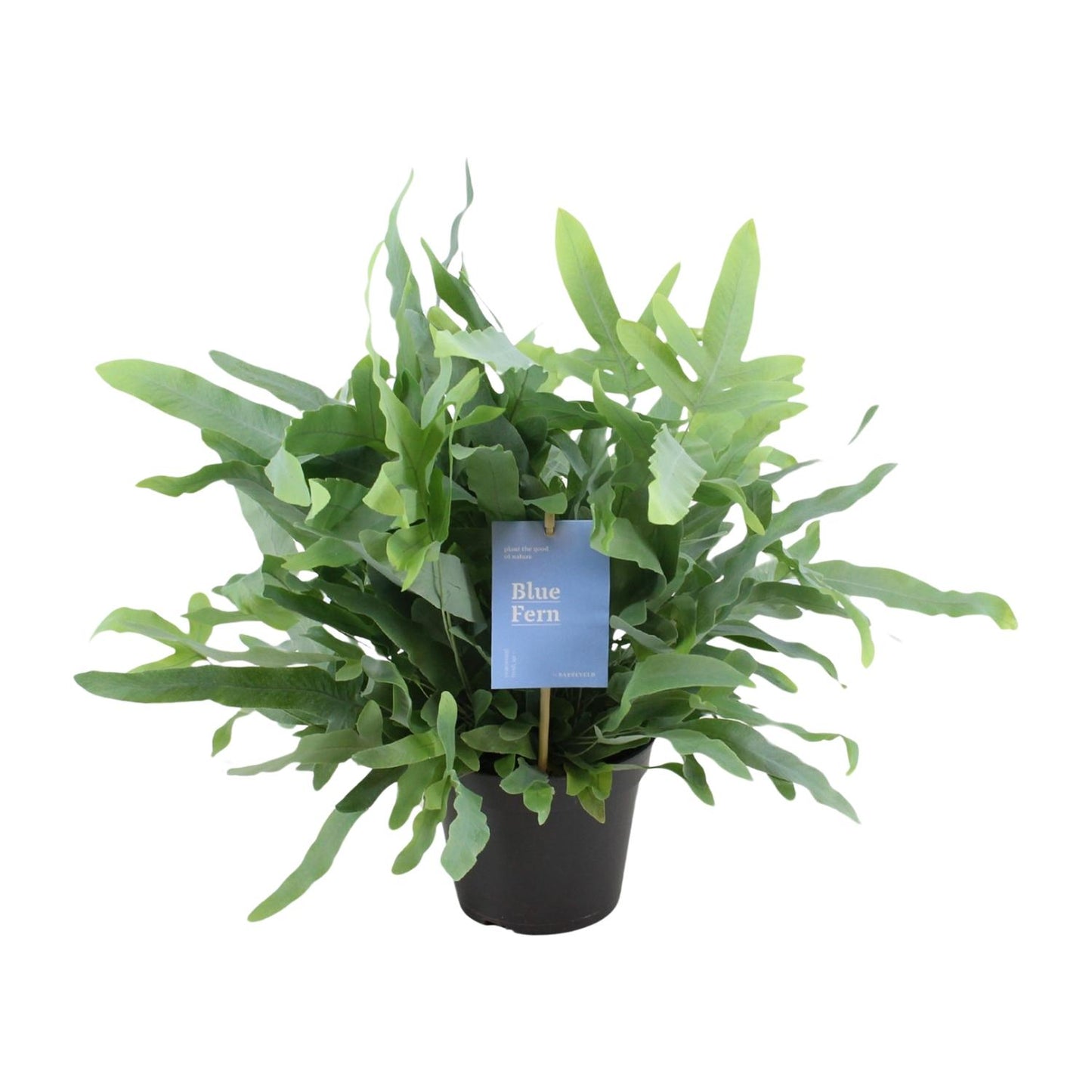 Phlebodium Blue Fern 40cm Ø14cm – Goldener Stummelfarn | Pflanzfix24.de - Pflanzfix24.de