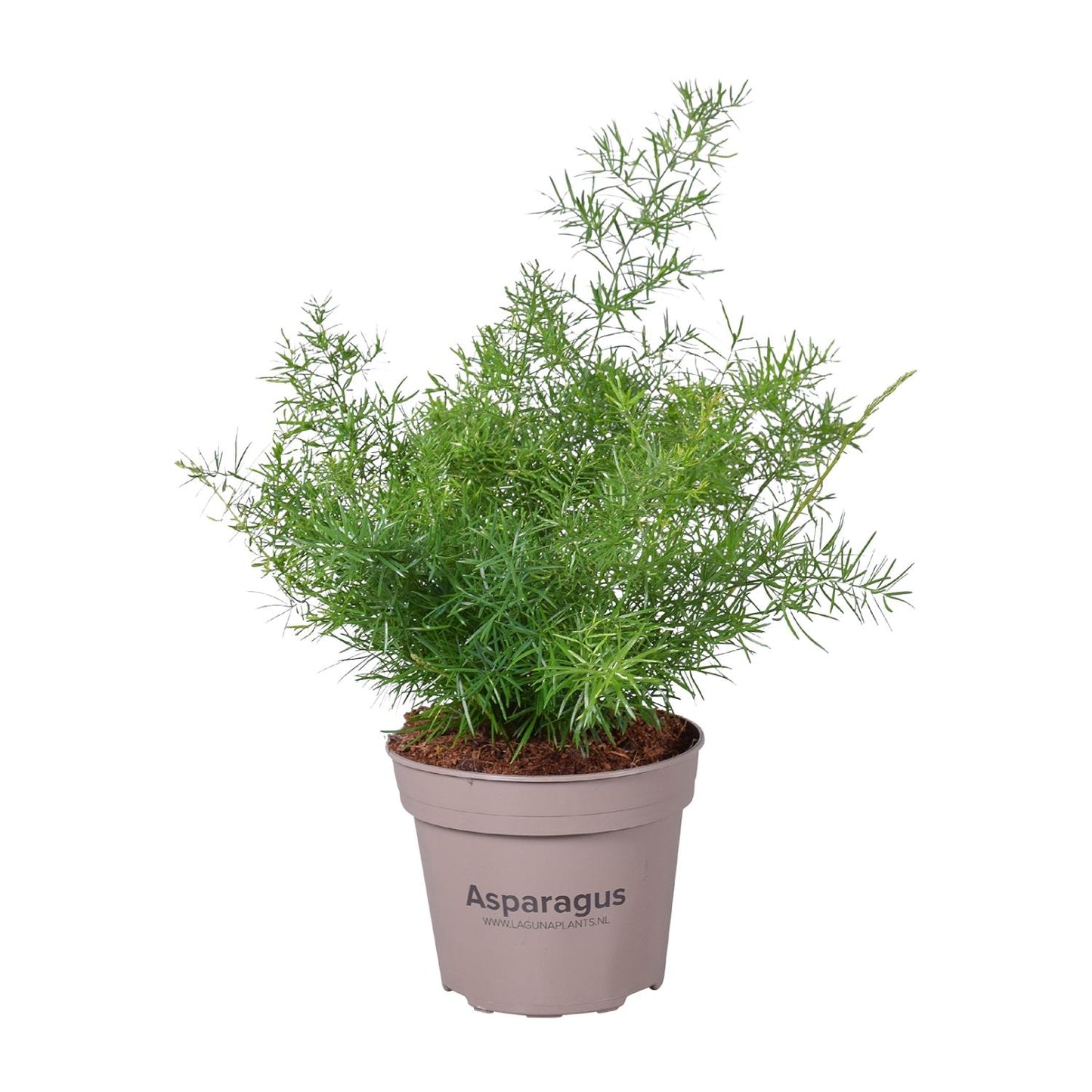 Asparagus Sprengeri - Ø15cm - ↕45cm bei Pflanzfix24