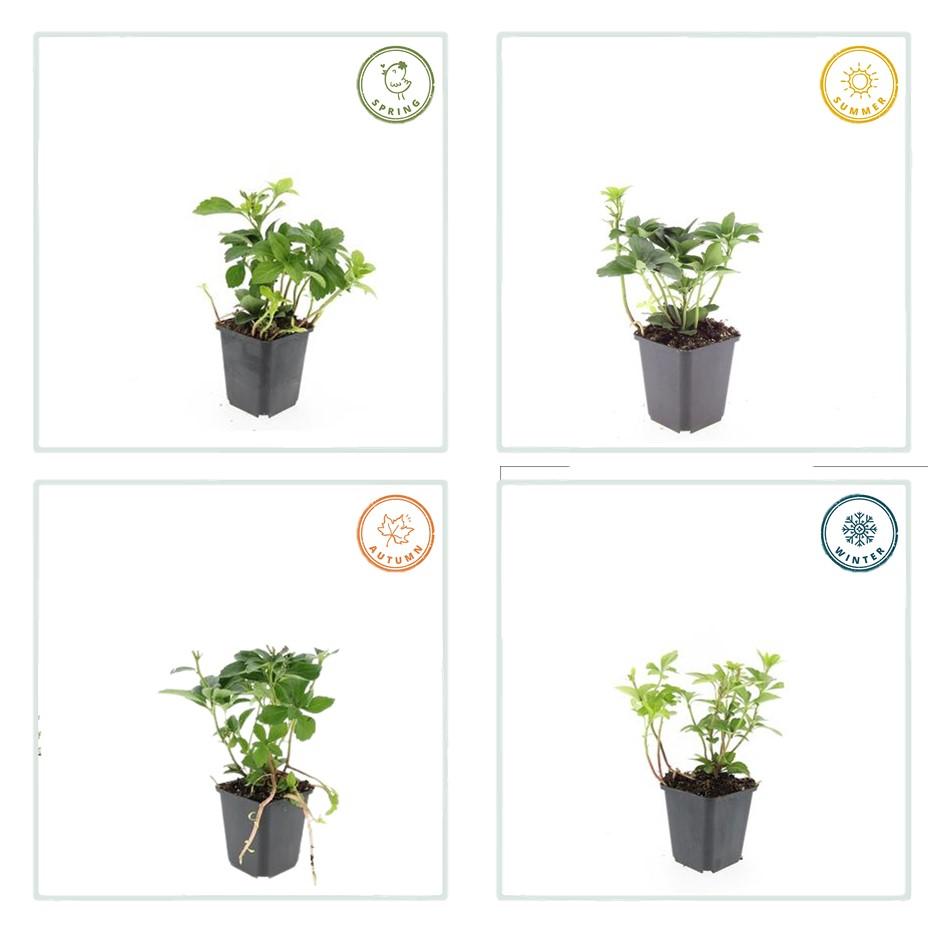 20x Pachysandra terminalis - Japanischer Ysander - Pflanzfix24.de - Pflanzfix24.de