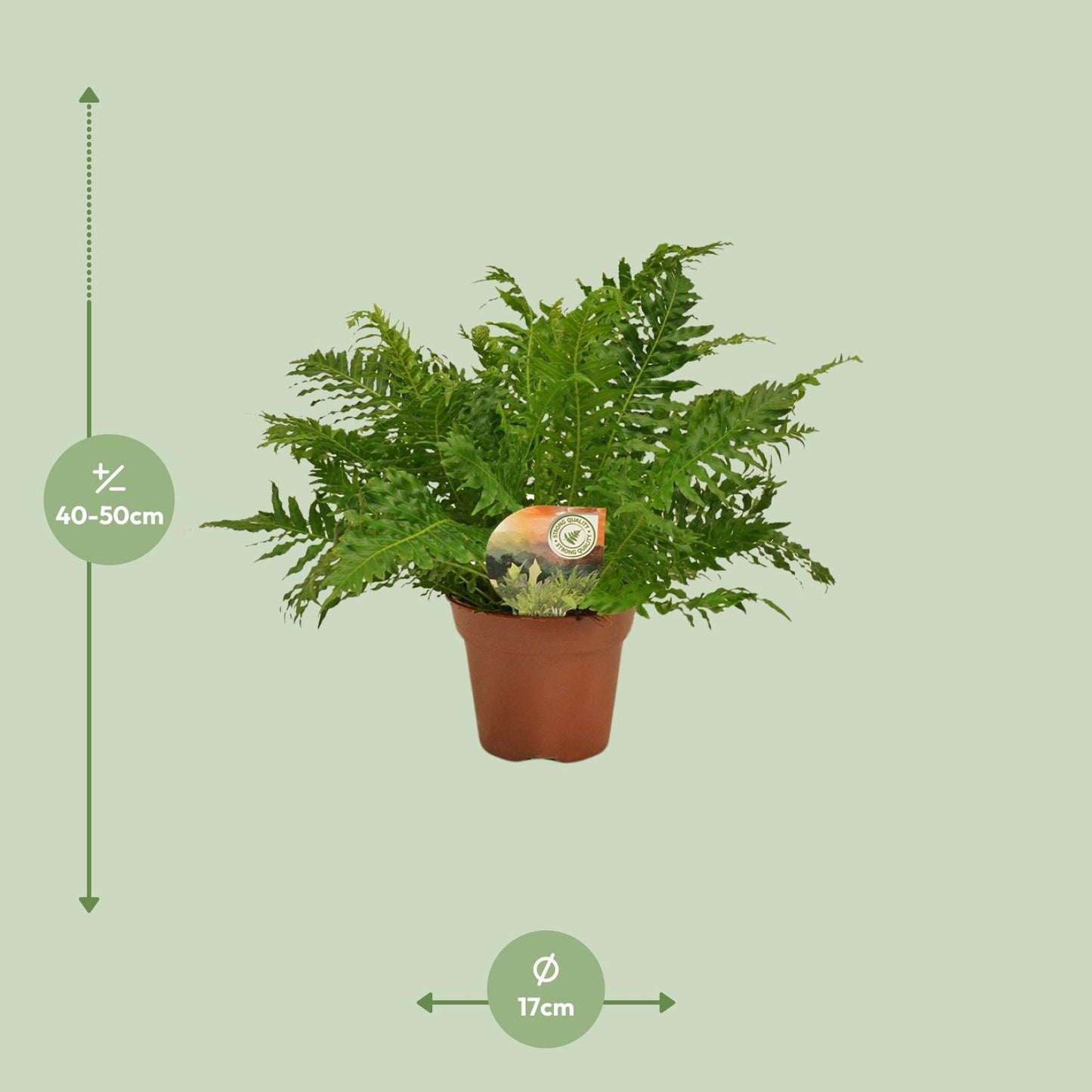 Blechnum Silver Lady - Ø17cm - ↕50cm - Pflanzfix24.de - Pflanzfix24.de