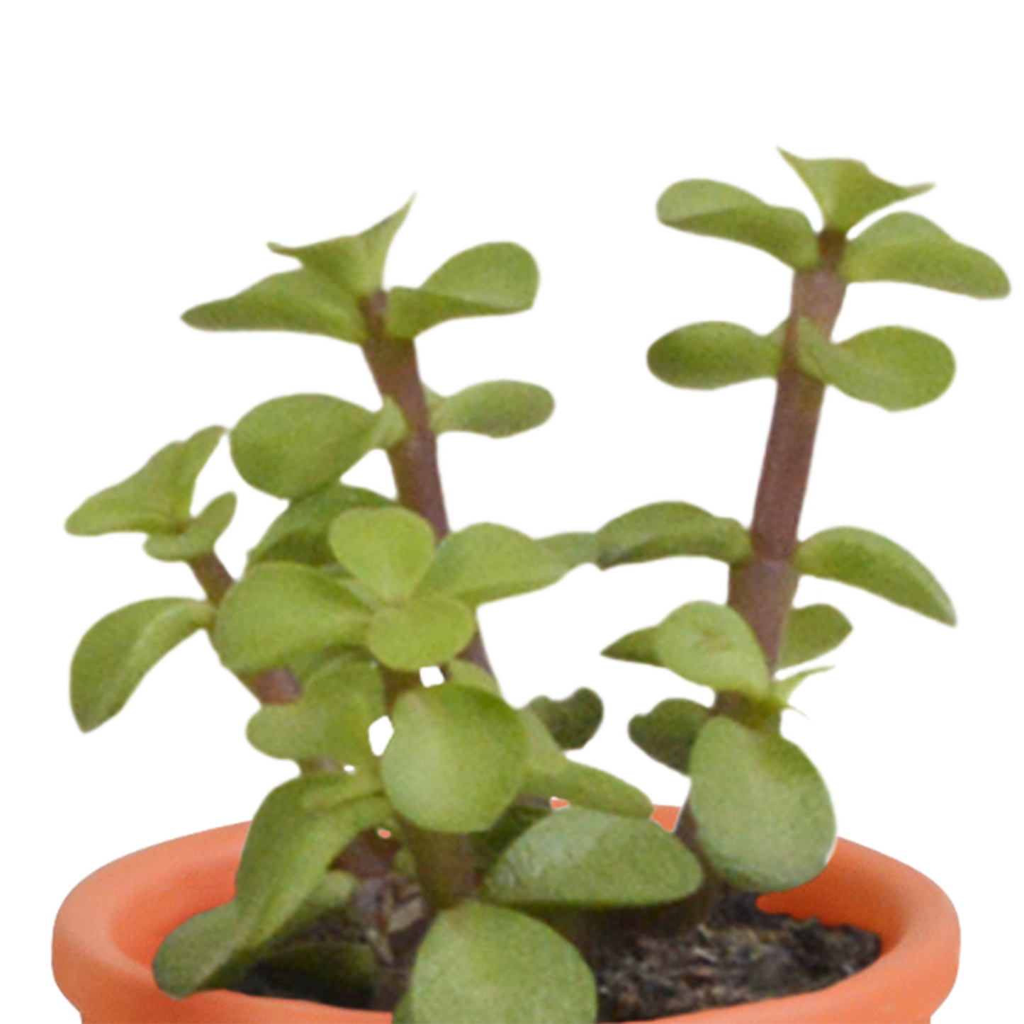 Kakteen und Sukkulenten Mix 5,5 cm | 15er Set - Terrakotta Topf - Pflanzfix24.de - Pflanzfix24.de