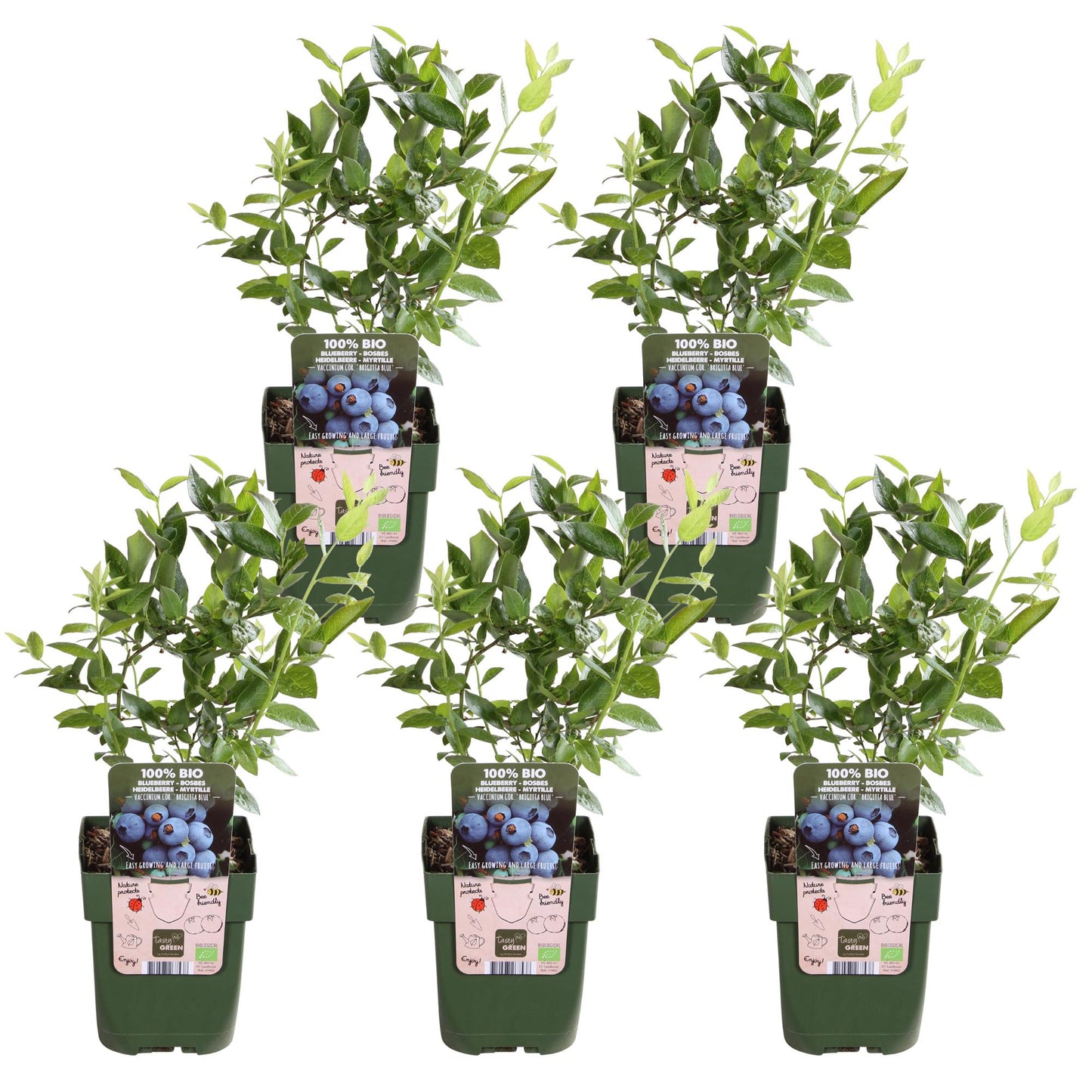 5x - Vaccinium corymbosum 'Brigitta Blue' - ↨45cm - Ø13 - Pflanzfix24