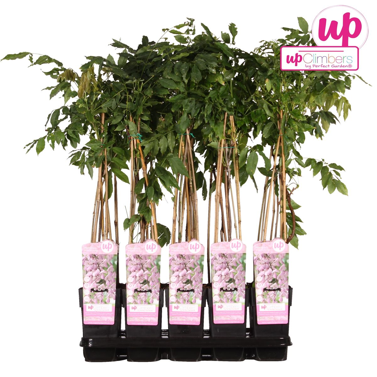 Wisteria floribunda 'Rosea' Rosa Regen 65cm - Kletterpflanze | Pflanzfix24.de - Pflanzfix24.de