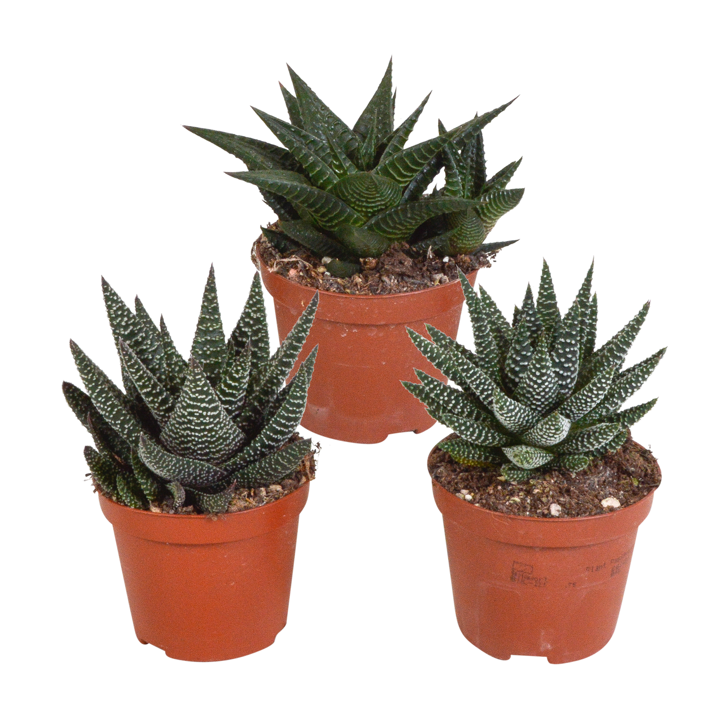 Gasteria/Haworthia-Mischung 8,5cm - 3x - zonder pot - Pflanzfix24.de - Pflanzfix24.de