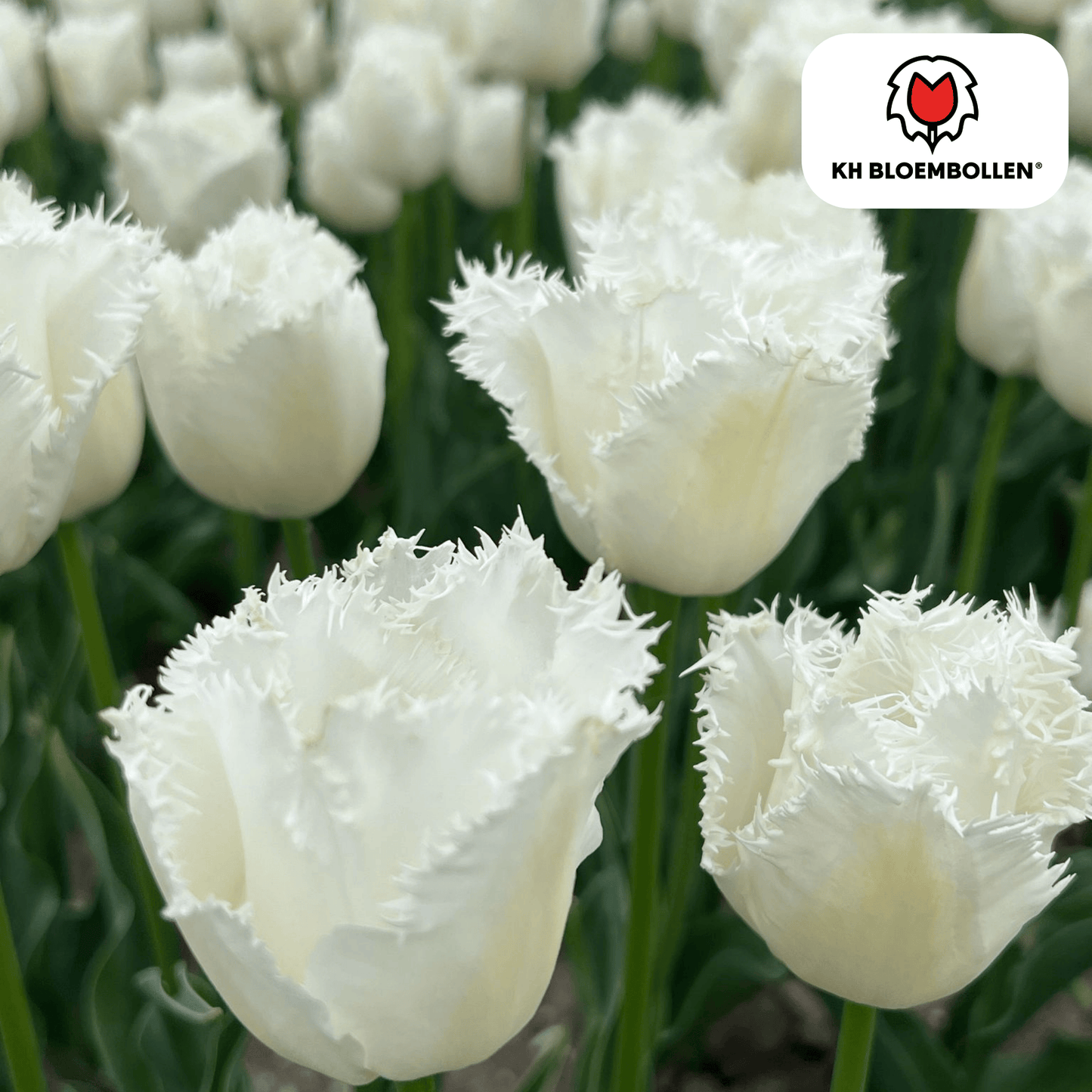 Tulpenbollen Honeymoon - 20 Stuks | KH Bloembollen® - Pflanzfix24