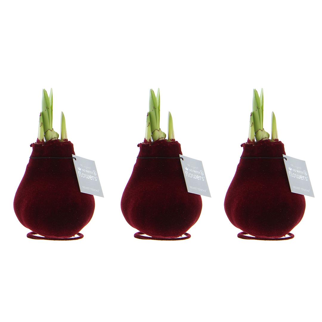 No Water Flowers® Velvet Touchz® Bordeaux (3 pack) + Red flower - Pflanzfix24