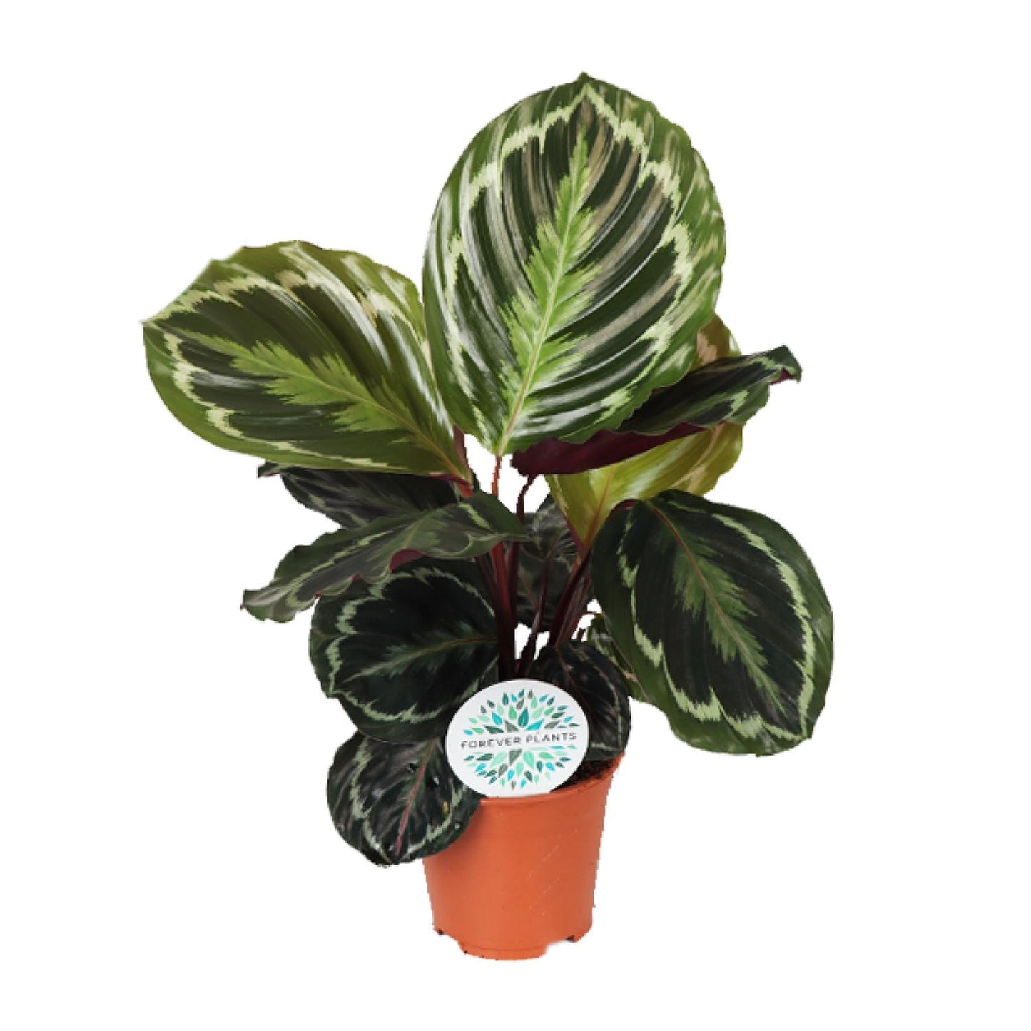 Calathea Medallion - Ø14cm - ↕45cm von Pflanzfix24.de - Pflanzfix24.de