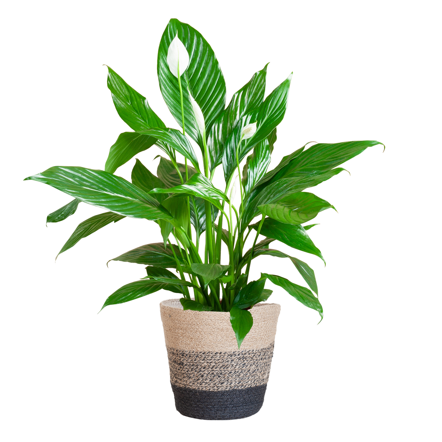 Spathiphyllum 80 cm mit Jutekorb Lissabon Schwarz – Pflanzfix24.de - Pflanzfix24.de