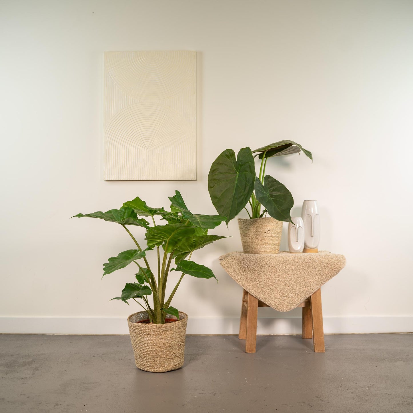Alocasia Wentii & Portodora Set mit Korb - Pflanzfix24