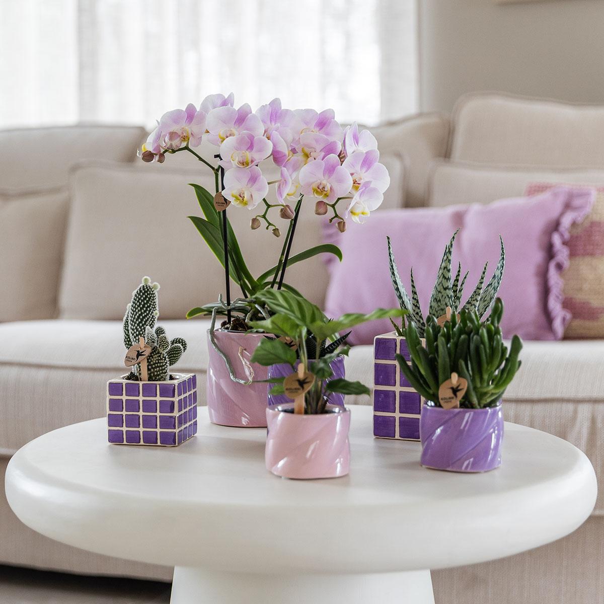 Kolibri Home Mosa Ziertopf Lilac 9cm – pflanzfix24