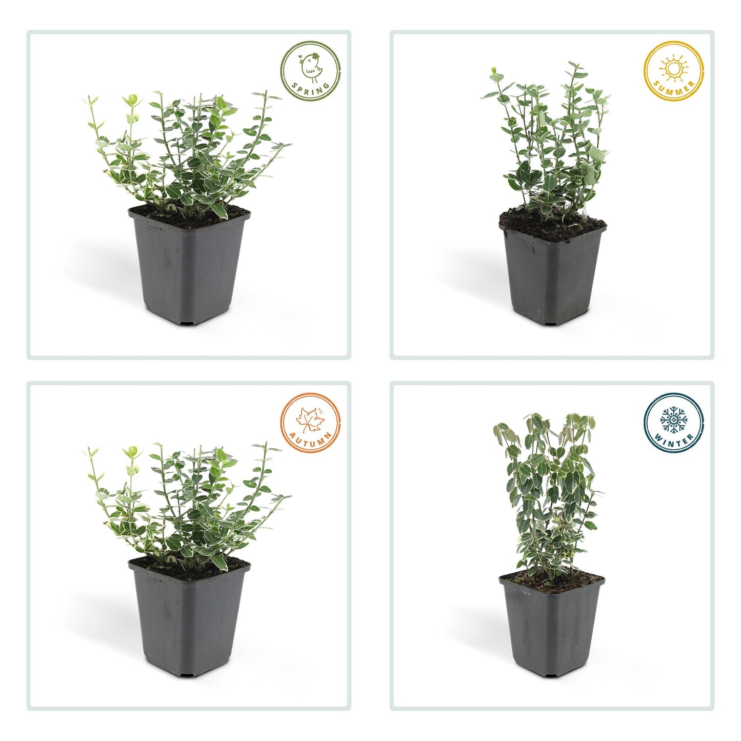 24x Euonymus fort. 'Emerald Gaiety' - ↕10-25cm - Ø9cm - Pflanzfix24