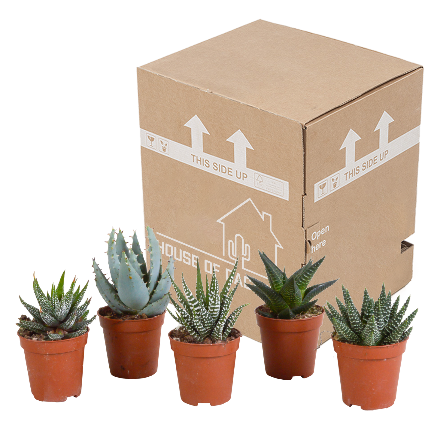 Gasteria/Haworthia-Mischung 5,5cm - 5x - Pflanzfix24.de - Pflanzfix24.de