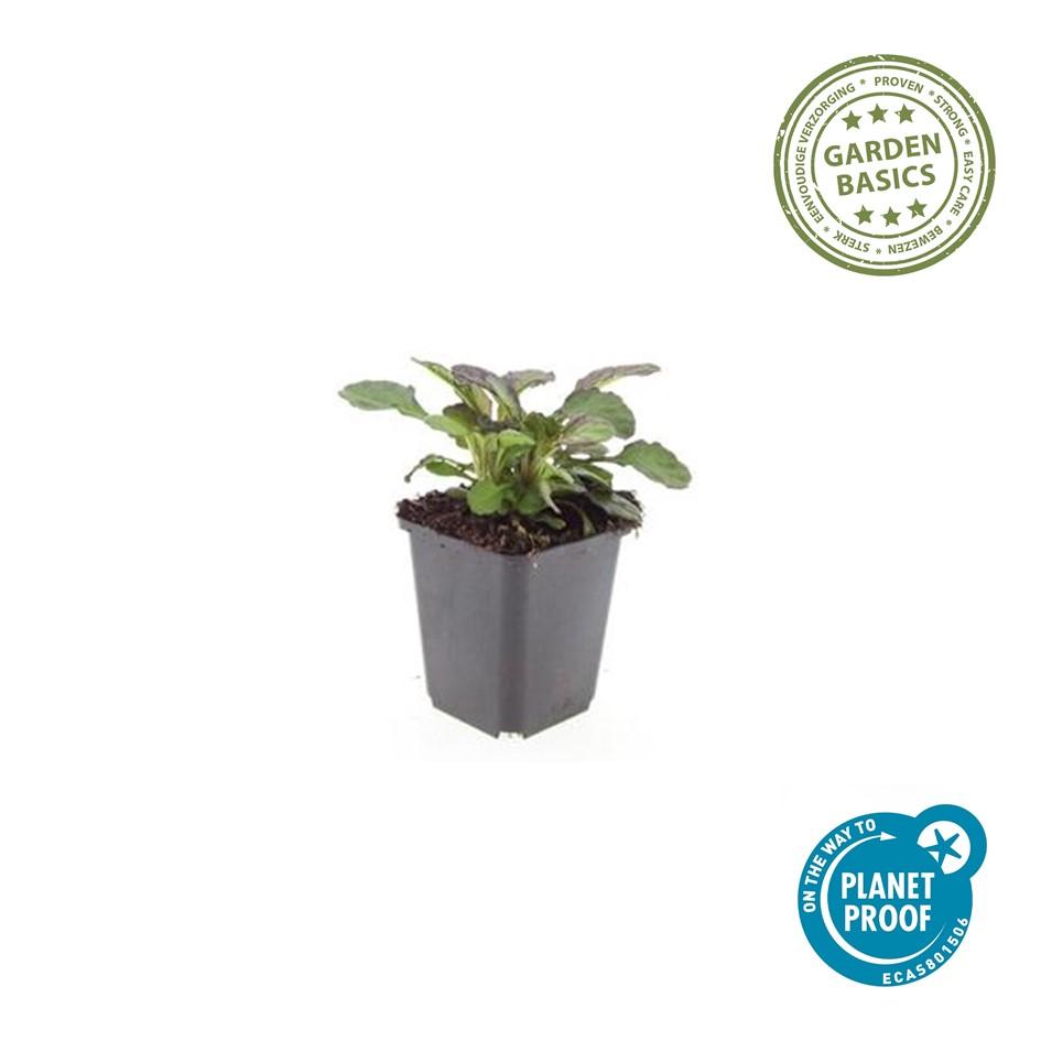 12x Ajuga reptans 'Catlin's Giant' - Pflanzfix24