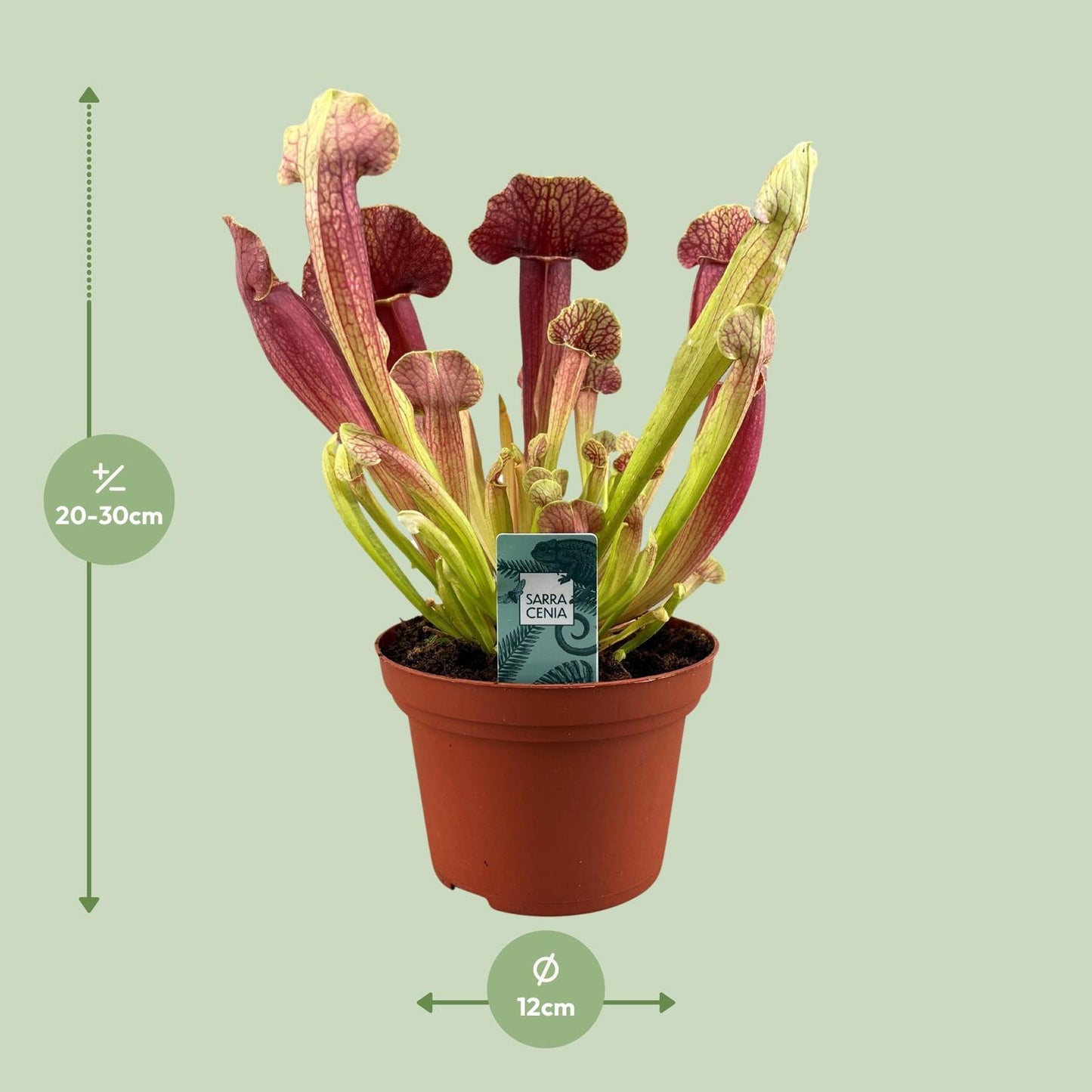 Sarracenia Barba - Ø12cm - ↕25cm - Pflanzfix24