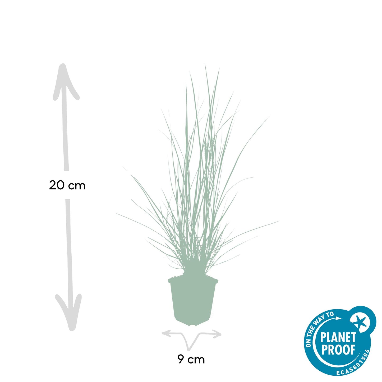 12x Pennisetum alopecuroides 'Hameln' – Ziergras | Pflanzfix24.de - Pflanzfix24.de