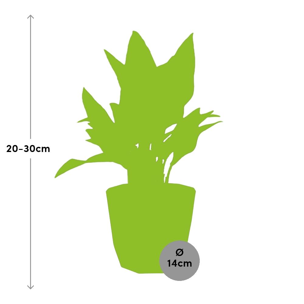 Aglaonema Maria in 14cm b.for rock living black bei Pflanzfix24