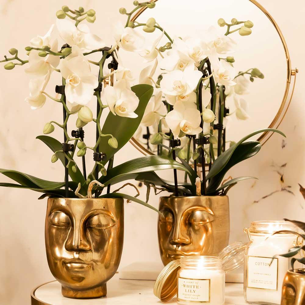 Kolibri Orchideen Phalaenopsis Niagara Fall Weiß Ø9cm – Pflanzfix24.de - Pflanzfix24.de