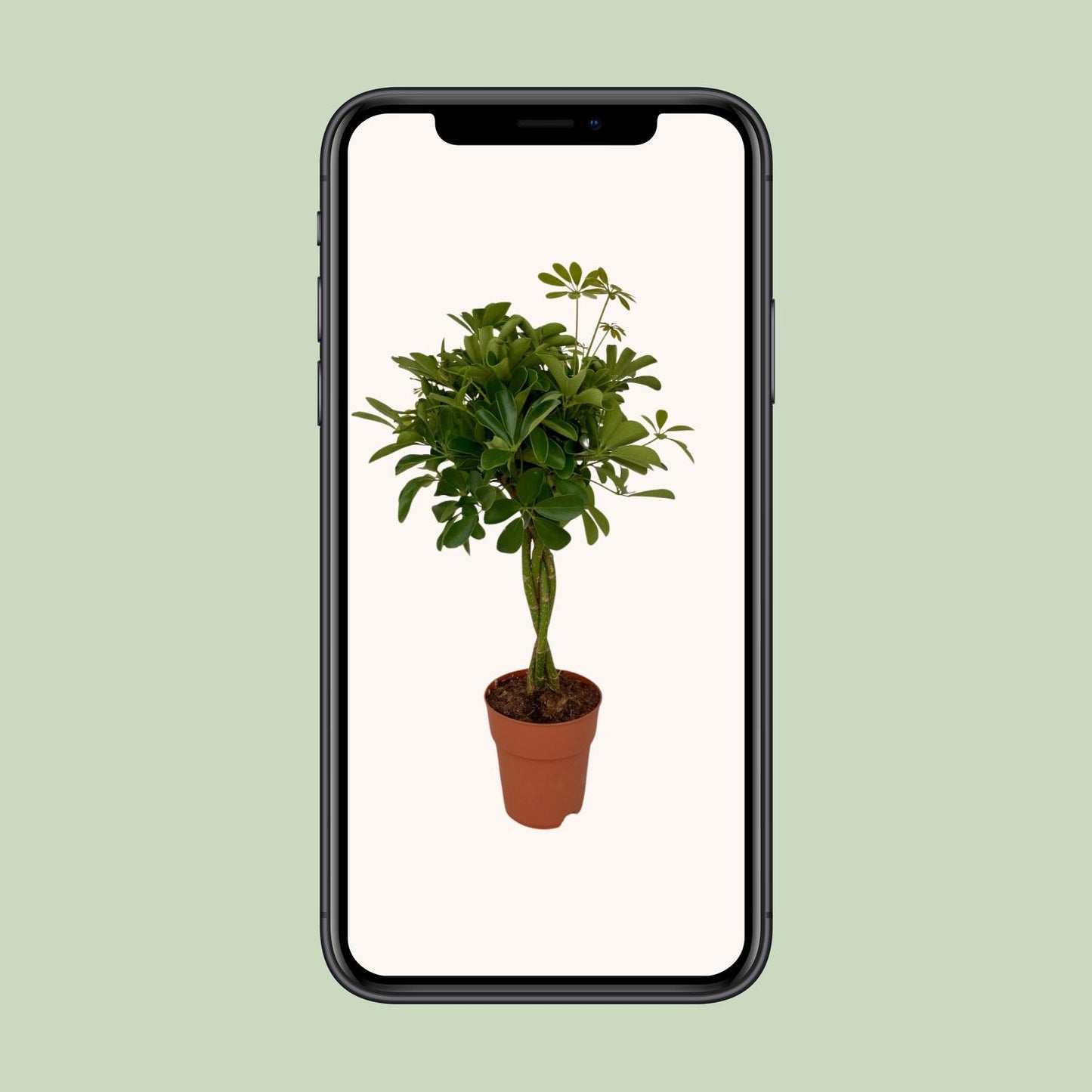 Schefflera Compacta Ø19cm, 80cm | Pflegeleichter Schirmbaum | Pflanzfix24.de - Pflanzfix24.de