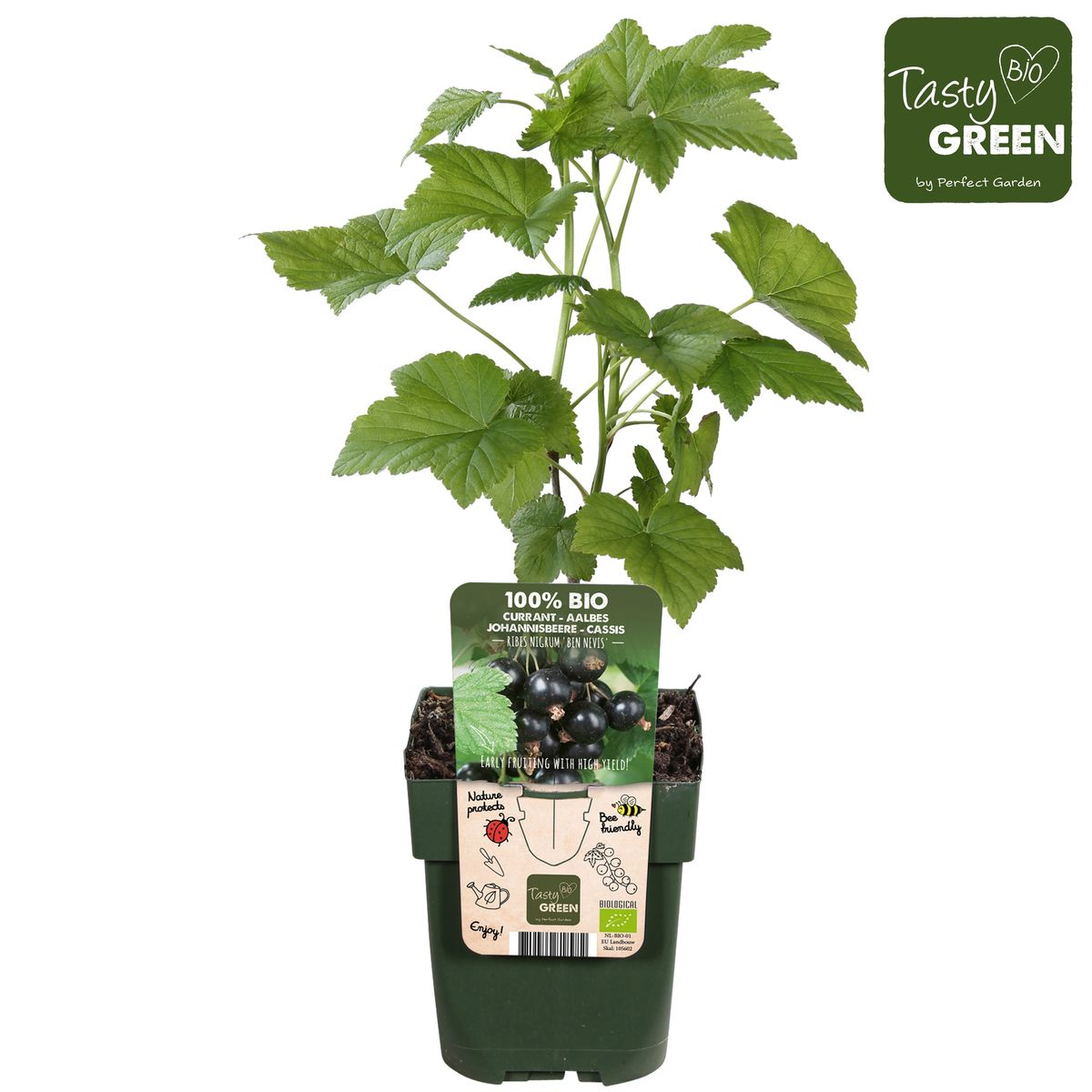 Ribes nigrum 'Ben Nevis' - Schwarze Johannisbeere - Ø13cm - ↕45cm - Pflanzfix24