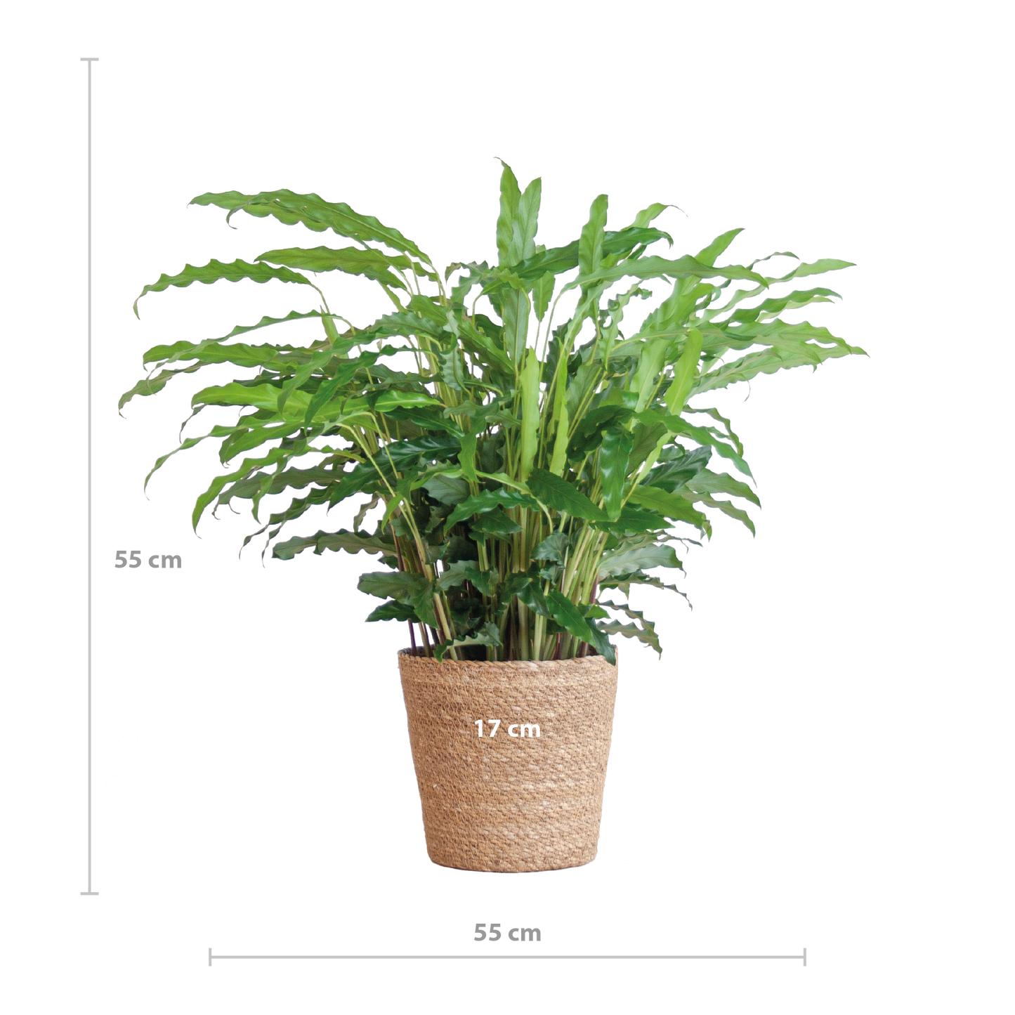 Calathea Rufibarba - Samt-Calathea im Sofia-Korb - 55cm - Pflanzfix24